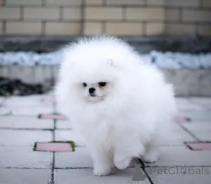 Дополнительные фото: Pomeranski Mini Shpic Pomeranian Spitz Померанские Мини шпицы