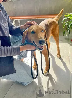 Дополнительные фото: Добрый, нежный песик Рыжулик, метис Русской Гончей в дар