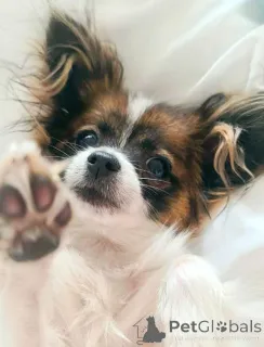 Дополнительные фото: Папийон, Papillon