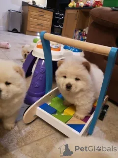 Фото №2 к объявлению №149693 о продаже чау-чау - купить в Германии частное объявление