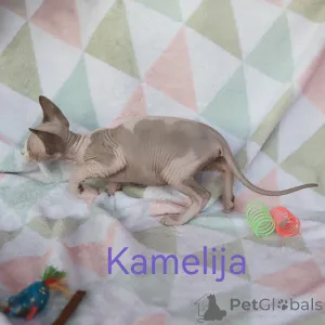 Дополнительные фото: Котята канадского сфинкса