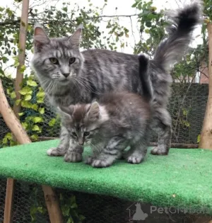 Фото №4. Продам мейн-куна в Копенгаген  - цена 83490₽