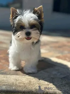 Фото №4. Продажа йоркширского терьера в Обенас  - цена договорная