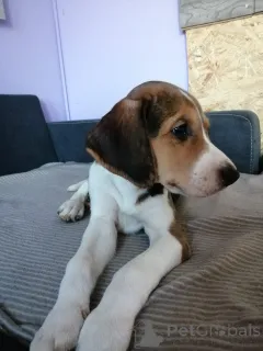 Фото №4. Продажа русскую гончую в Гамбург заводчик - цена договорная