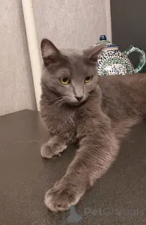 Фото №3. Дымка, русская голубая в добрые руки.. Россия