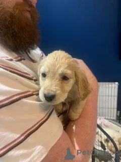 Фото №2 к объявлению №157678 о продаже золотистого ретривера - купить в Германии заводчик