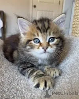 Фото №2 к объявлению №163796 о продаже норвежская лесная - купить в Австрии частное объявление, заводчик