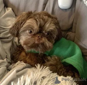 Фото №3. Красивые щенки Shih tzu для продажи.  Германия