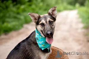 Фото №1. беспородная - купить в Москве реке за Бесплатно. Объявление №145662