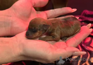 Дополнительные фото: Чистый 100% заводчик, имеющий лицензию миниатюрного пинчера