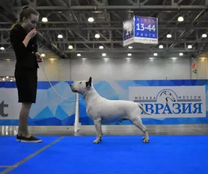 Фото №3. Щенки стандартного бультерьера монопородного питомника 