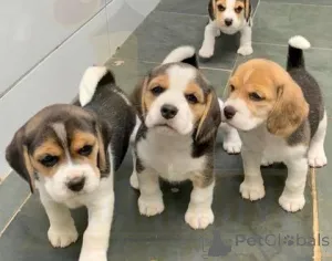 Фото №1. бигль - купить в Fagervik за договорная. Объявление №162465