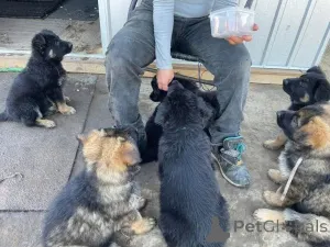 Дополнительные фото: Entzückende Deutsche Schäferhundwelpen suchen ein Libevolles Zuhause für immer.