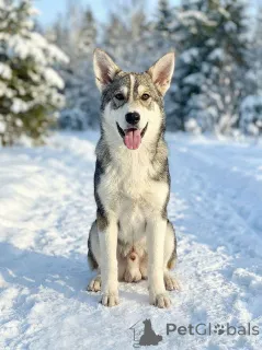 Дополнительные фото: Три щенячьх сердца ищут добрых хозяев