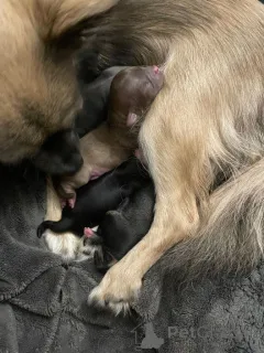 Фото №2 к объявлению №161375 о продаже чихуахуа - купить в США частное объявление