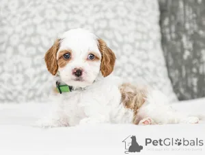 Фото №2 к объявлению №155607 о продаже лабрадудля - купить в Австрии частное объявление