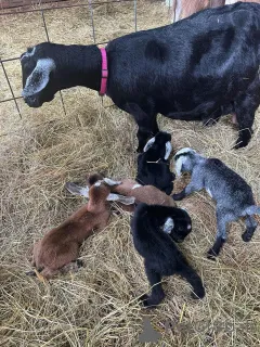 Фото №1.  - купить в Альбом за договорная. Объявление №161736