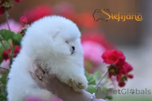 Дополнительные фото: Померанский Шпиц Бу