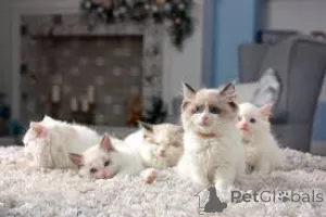 Фото №1. рэгдолл - купить в Брюсселе за 46384₽. Объявление №161609