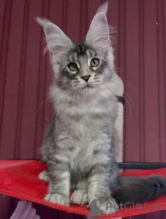 Дополнительные фото: Мейн-кун