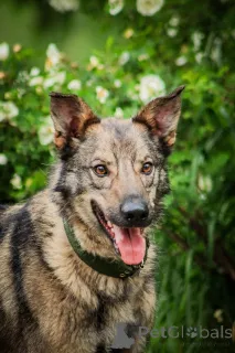 Дополнительные фото: Молодой пес Спарки ищет семью.