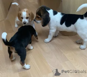 Дополнительные фото: Щенки бигля.