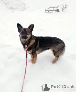 Фото №1. беспородная - купить в Санкт-Петербурге за Бесплатно. Объявление №163728