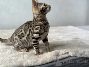 Дополнительные фото: Шикарный Бенгальский мальчик в разведение