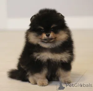 Дополнительные фото: Pomeranski Mini Shpic Pomeranian Spitz Померанские Мини шпицы