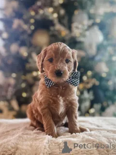 Фото №2 к объявлению №161532 о продаже пуделя (той) - купить в Германии из приюта, заводчик