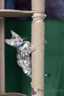 Фото №4. Продам бенгальскую в Минске заводчик - цена 34788₽