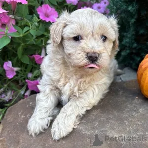 Фото №1. мальтипу - купить в Берлине за 32468₽. Объявление №152906