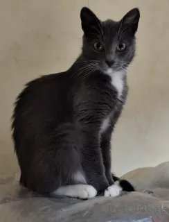 Фото №1.  - купить в Минске за Бесплатно. Объявление №157489