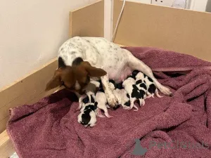 Фото №3. У нас есть щенки Джека Рассела Суки, которые ищут новый 5-звездочный дом и не.  Великобритания