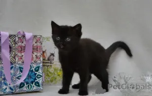 Фото №2 к объявлению №160414 о продаже мейн-кун - купить в Германии заводчик