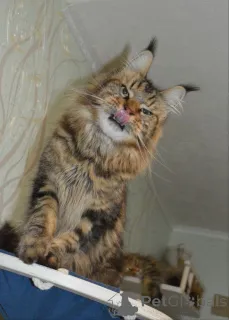 Фото №3. Мейнкун. Германия