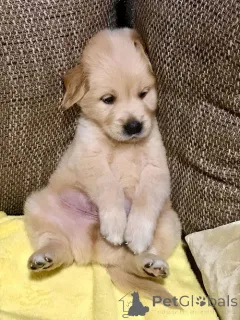 Дополнительные фото: Золотистый ретривер 3NNNN