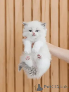 Дополнительные фото: Милый котенок Рэгдолл