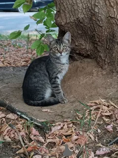 Фото №1.  - купить в Москве реке за Бесплатно. Объявление №152386