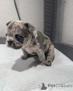 Дополнительные фото: Все щенки еще свободны. Ветеринар проверил готовность к родам, если необходимо,