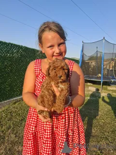 Дополнительные фото: Рыжие той-пудели ищут новый дом