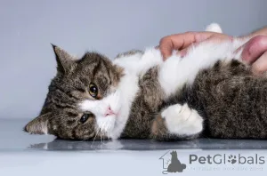 Фото №3. Молодой котик Бакс ищет дом.. Россия