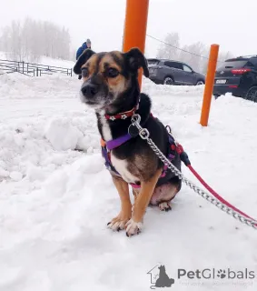 Фото №2 к объявлению №162858 о продаже беспородную - купить в России частное объявление