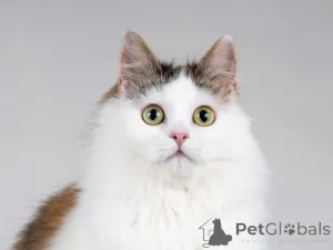 Фото №4. Продам  в Москва частное объявление - цена Бесплатно