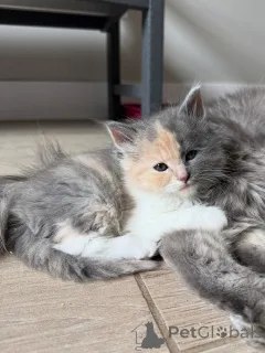 Фото №3. Дружелюбный и ласковый сибирский котенок доступен. Германия