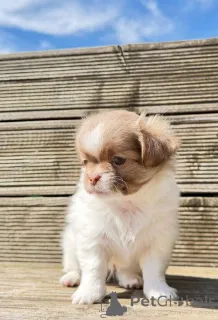 Фото №1. чихуахуа - купить в Лаппеенранте за 32468₽. Объявление №167375