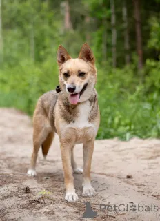 Фото №2 к объявлению №145515 о продаже беспородную - купить в России частное объявление