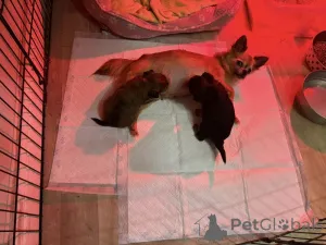 Дополнительные фото: Потрясающий помет Чорки