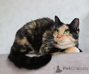 Дополнительные фото: ЛАПУШКА СРОЧНО ИЩЕТ ДОМ!!!