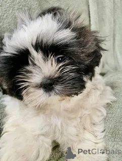 Дополнительные фото: Прекрасные императорские шихцу